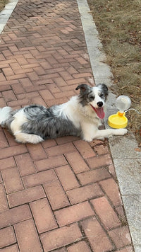 Gourde DOGGO Jaune 350ml Gourde