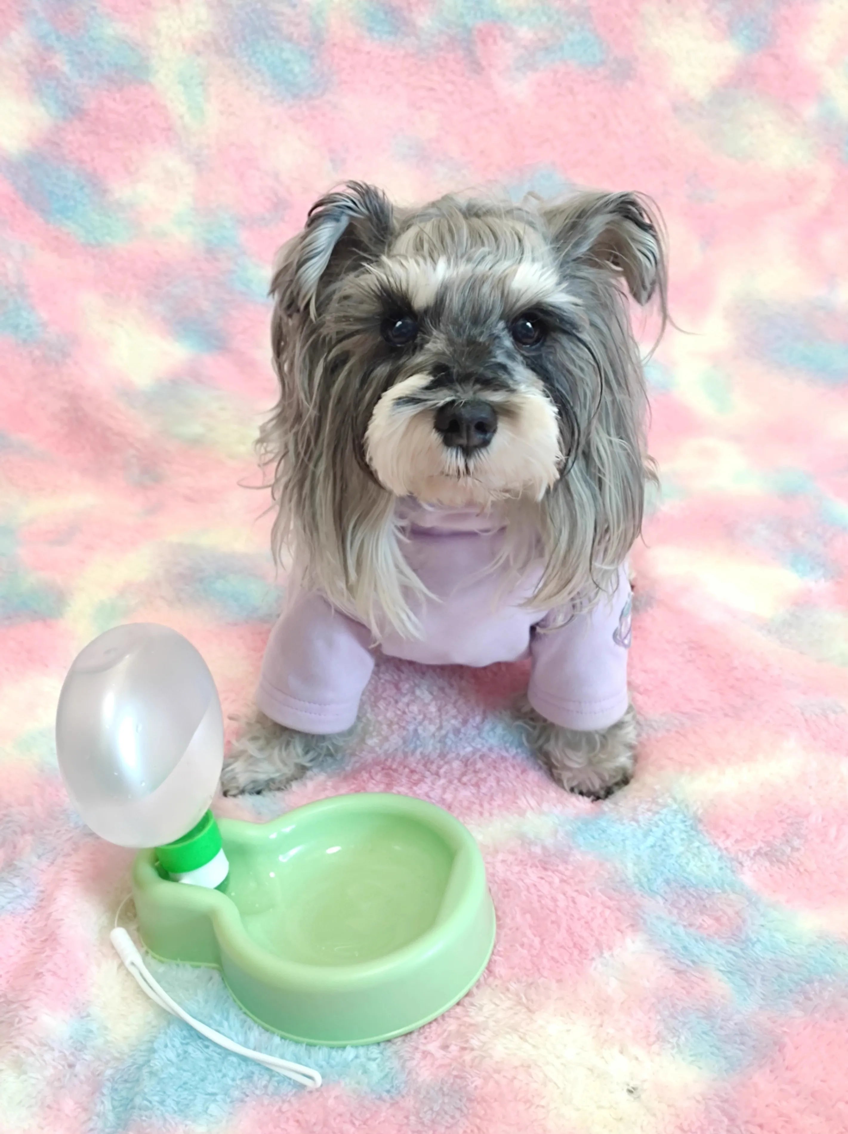 Gourde DOGGO Vert 350ml Gourde